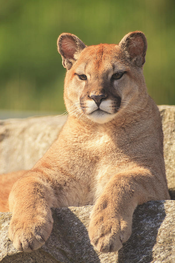 Seattle Photograph - Young Cougar (puma Concolor by Stuart Westmorland