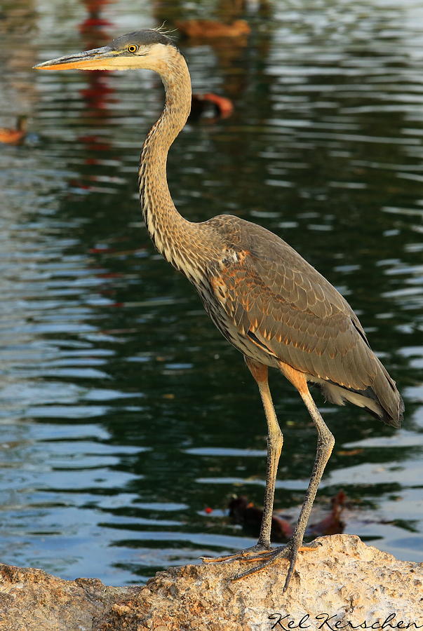 Young Crane Photograph by Kel Kerschen - Fine Art America