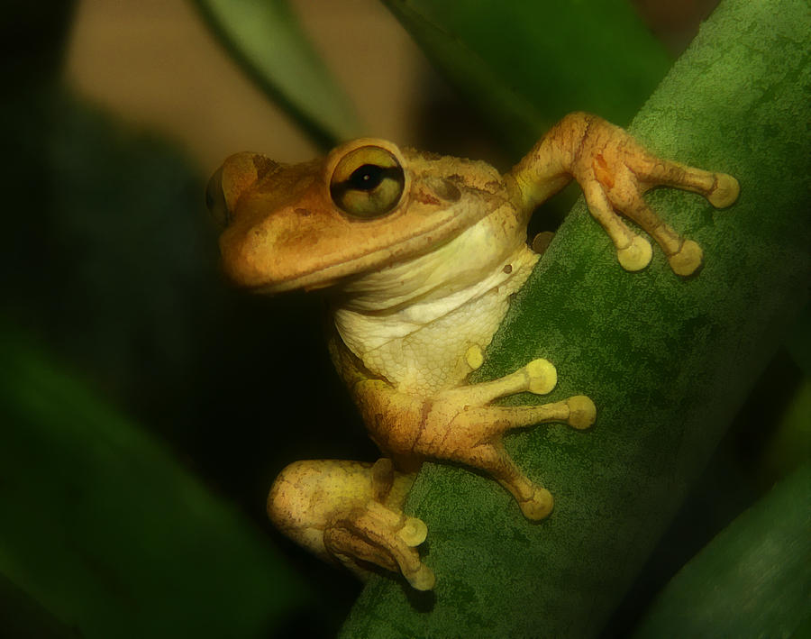 Young Cuban Tree Frog. Photograph by Chris  Kusik