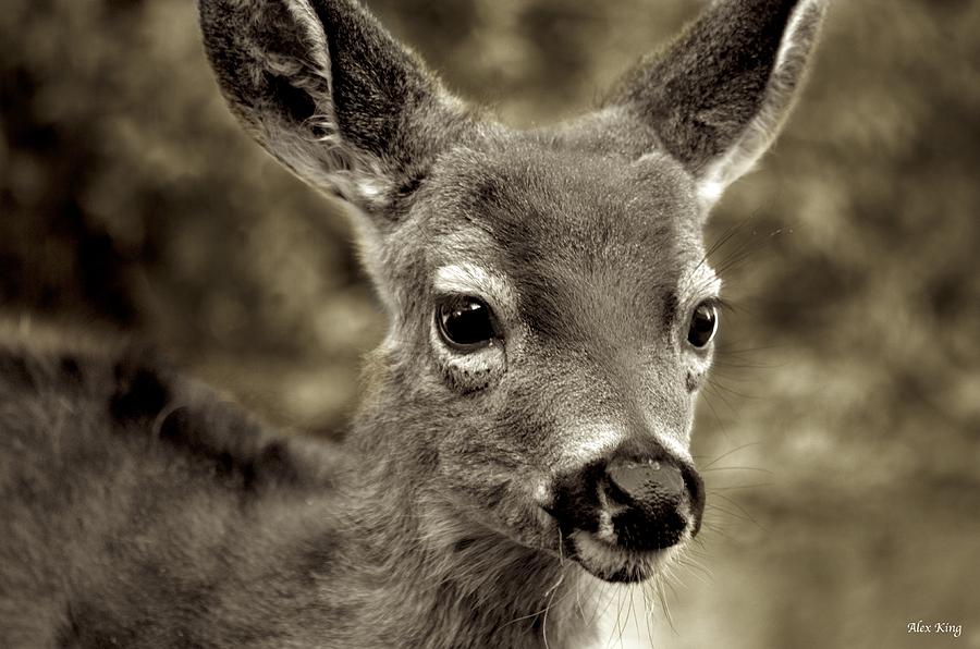 Young Curious Deer Photograph by Alex King