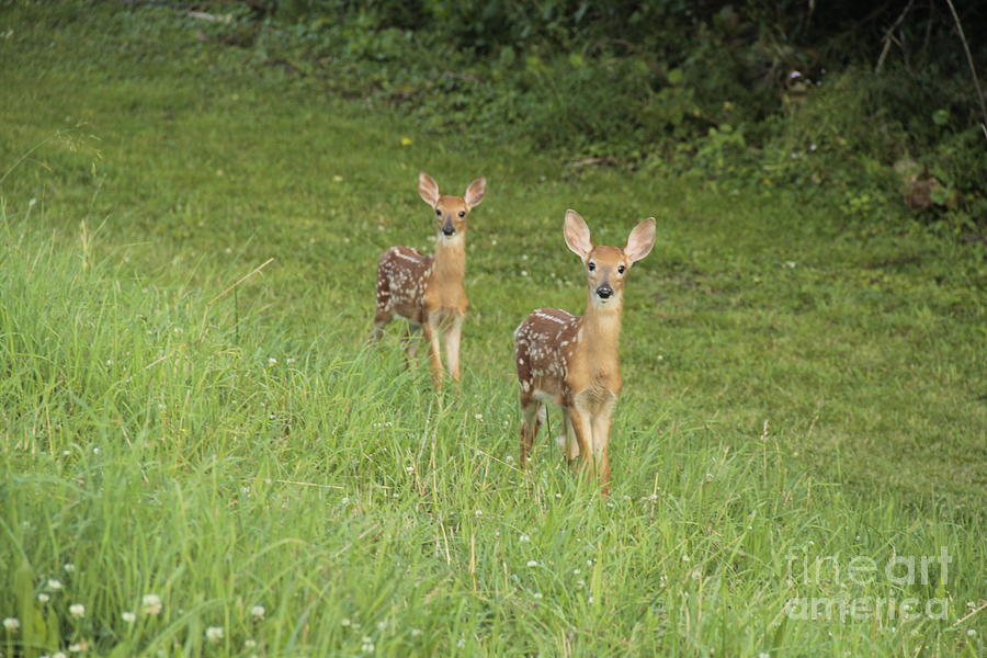 Young curious Fawns Photograph by Jim Lepard