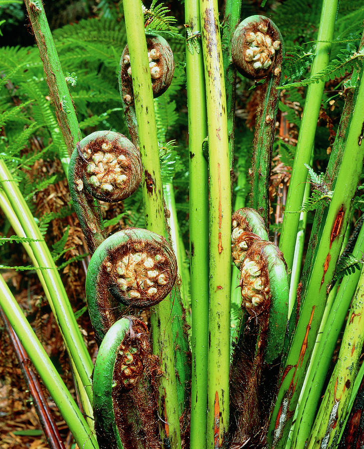 All 103+ Images what is the curled up frond of a fern called? Full HD, 2k, 4k