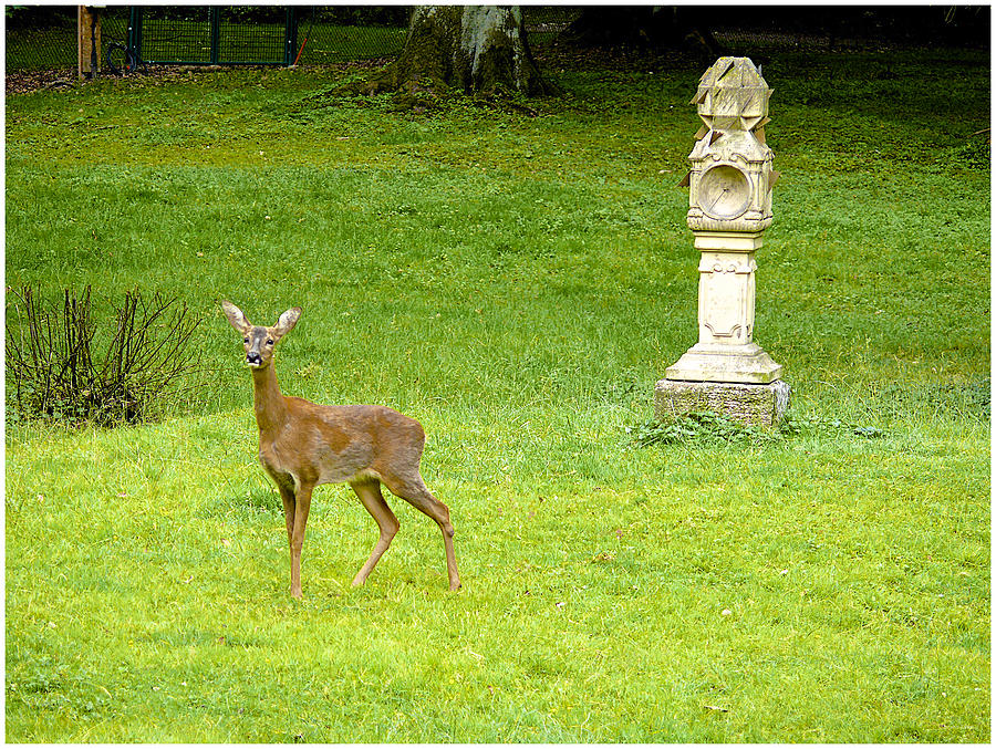 Young deer at the Park Photograph by Barbara Zahno