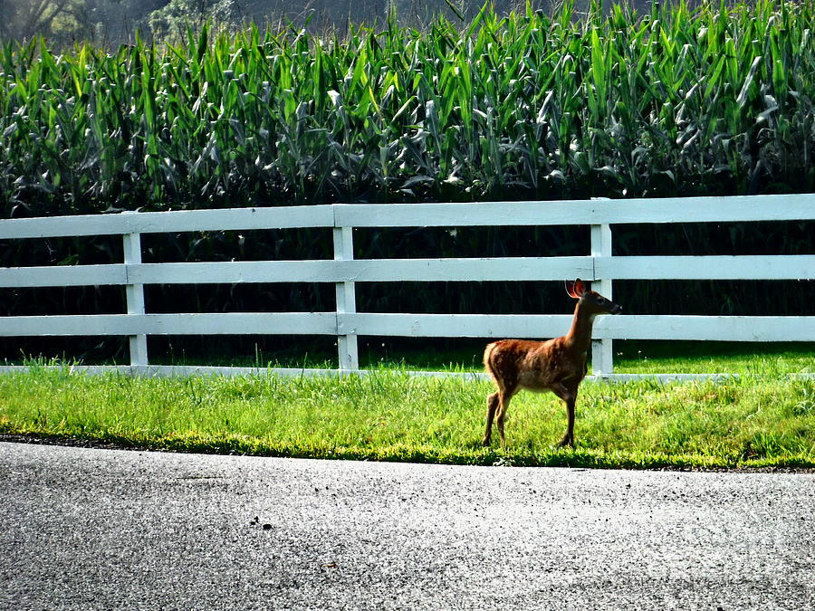 Young Deer By The Farm Photograph by Paddy Shaffer