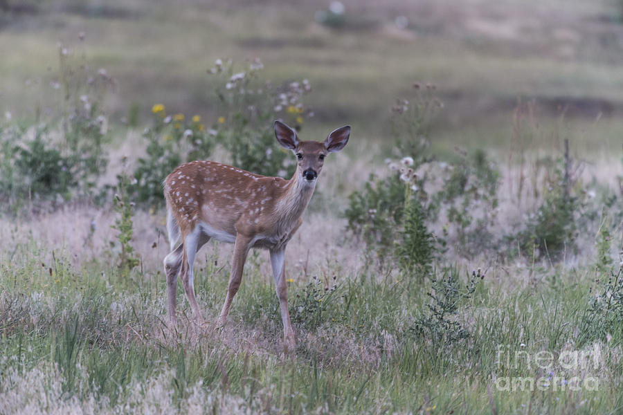 Young Deer in Custer State Park Photograph by Steve Triplett