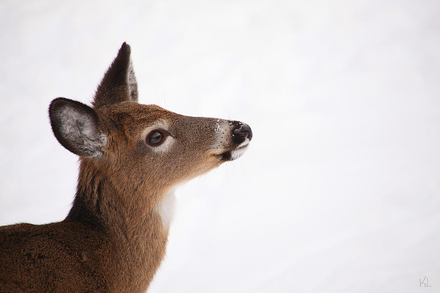 Deer Photograph - Young Deer in Winter by Karol Livote