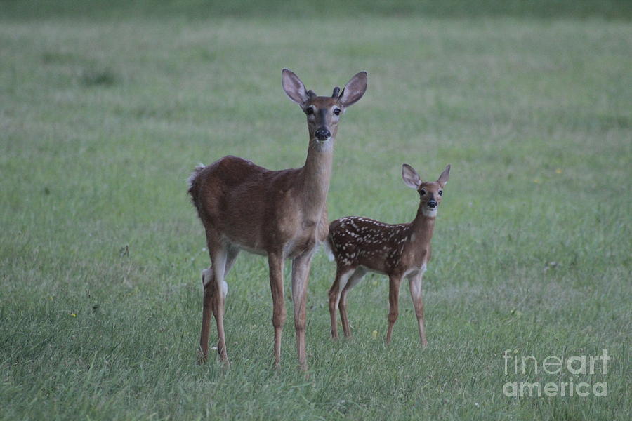 Young deer Photograph by Jim Lepard
