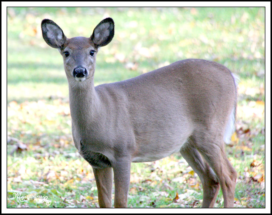 Young Deer Photograph by Mariarosa Rockefeller