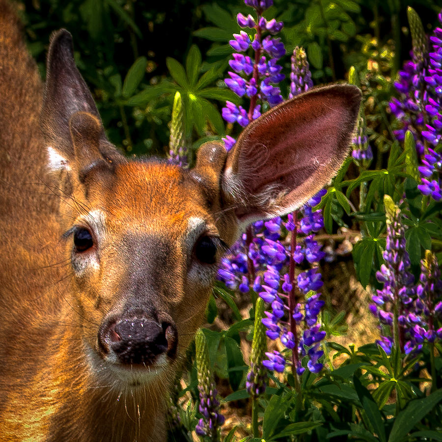 Young Deer on the Hillside Photograph by David Patterson