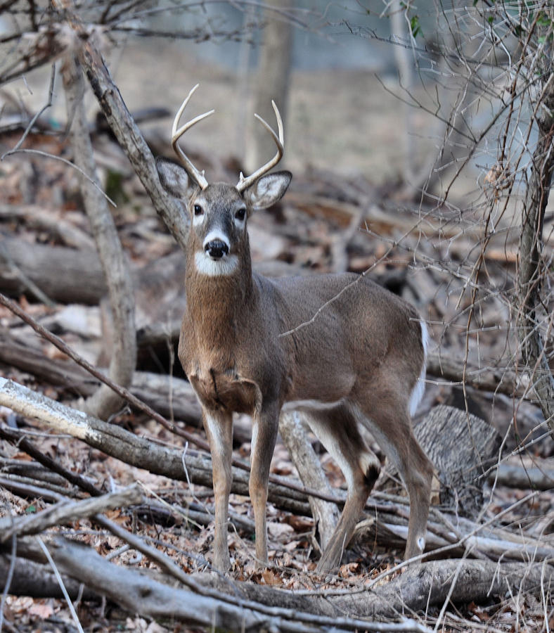 Young Deer With Antlers Photograph