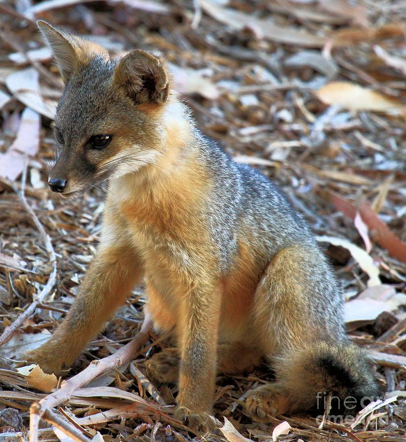 Channel Islands National Park Photograph - Young Delinquent by Adam Jewell