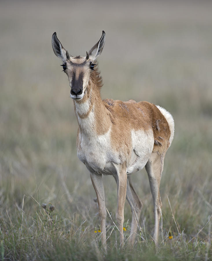 Young Doe Antelope Photograph by Gary Langley