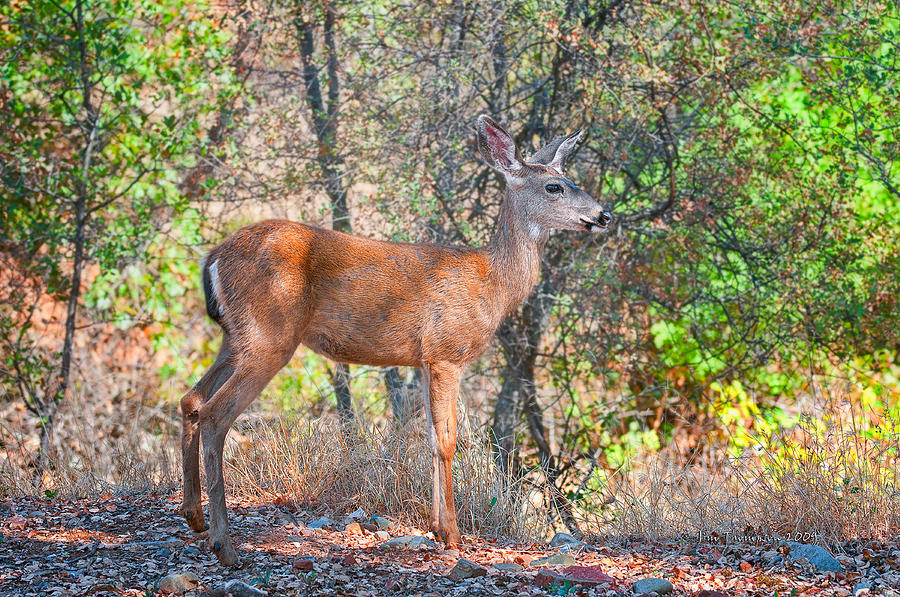 Young Doe Photograph by Jim Thompson
