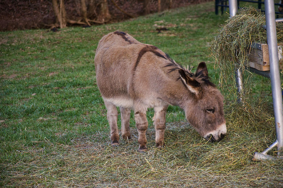 Donkey Photograph - Young Donkey Eating by Flees Photos