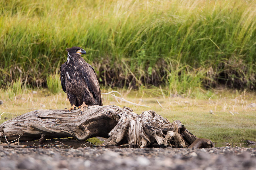 Young Eagle on a River Bed Photograph by Andres Leon