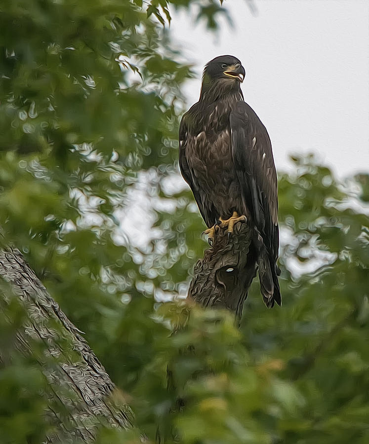 Young Eagle Photograph by Wade Aiken