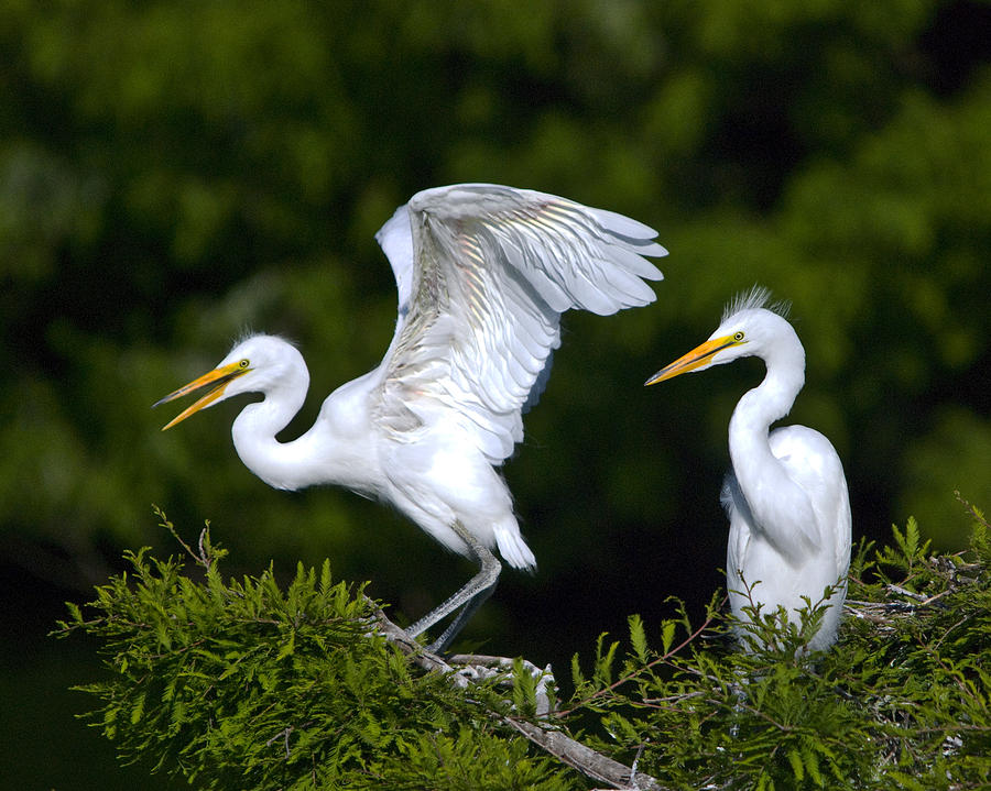 Young Egret Spreading His Wings Photograph by John Greco