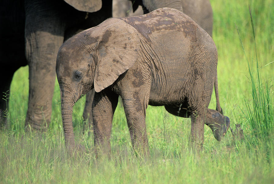 Young Elephant Photograph by Dr P. Marazzi/science Photo Library - Pixels