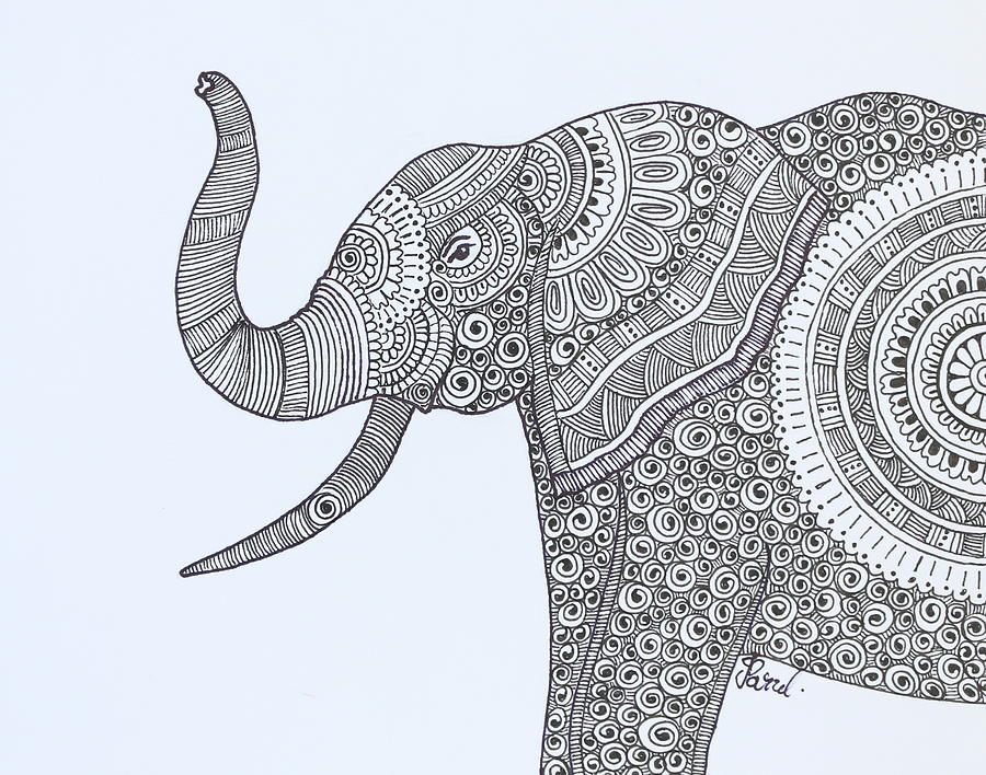 Young Elephant Drawing by Parul Juthani | Fine Art America