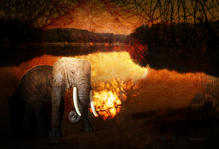 Young Elephant Startled By The Flash Textured Photograph by Thomas Woolworth