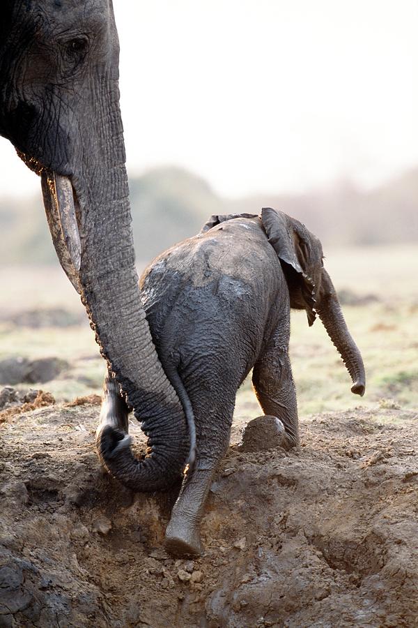 Young Elephant Photograph by Tony Camacho/science Photo Library