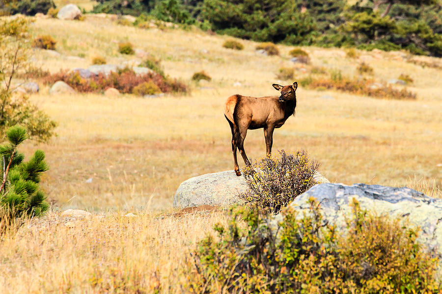 Young Elk 2 Photograph by Ben Graham