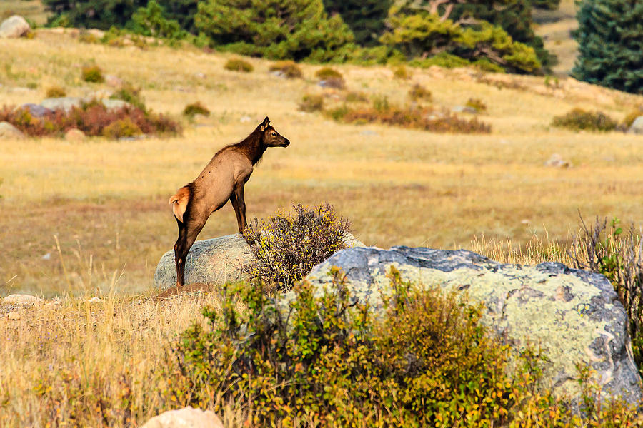 Young Elk Photograph by Ben Graham