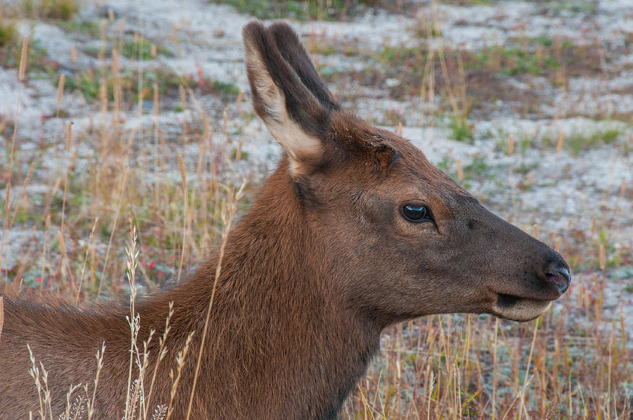 Yellowstone National Park Photograph - Young Elk Calf by Brenda Jacobs