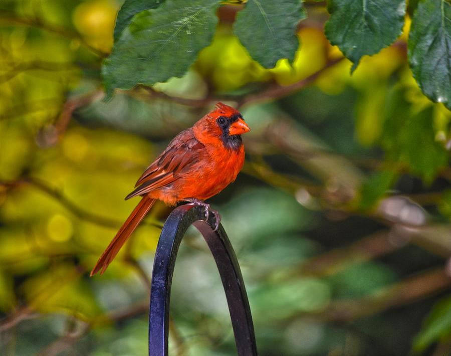 Cardinal Photograph - Young Fall Cardinal by Sandi OReilly