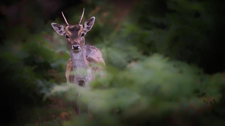 Young Fallow Deer Photograph by Karen Deakin