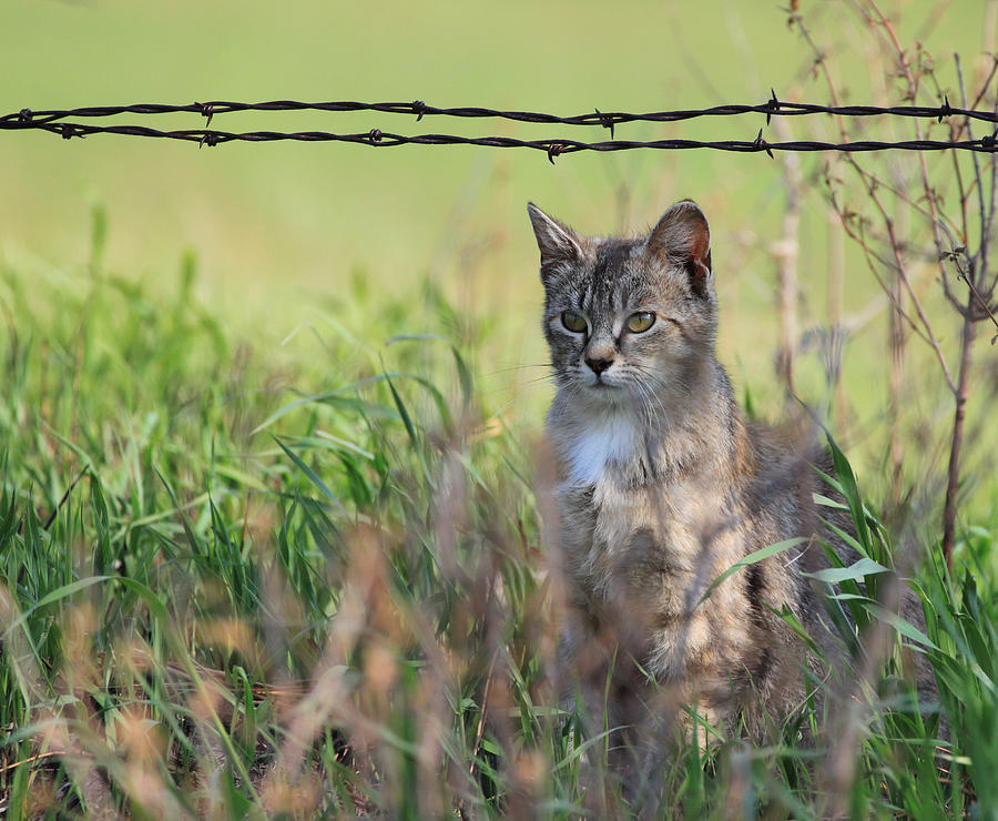 Young Farm Kitty Photograph by J Laughlin