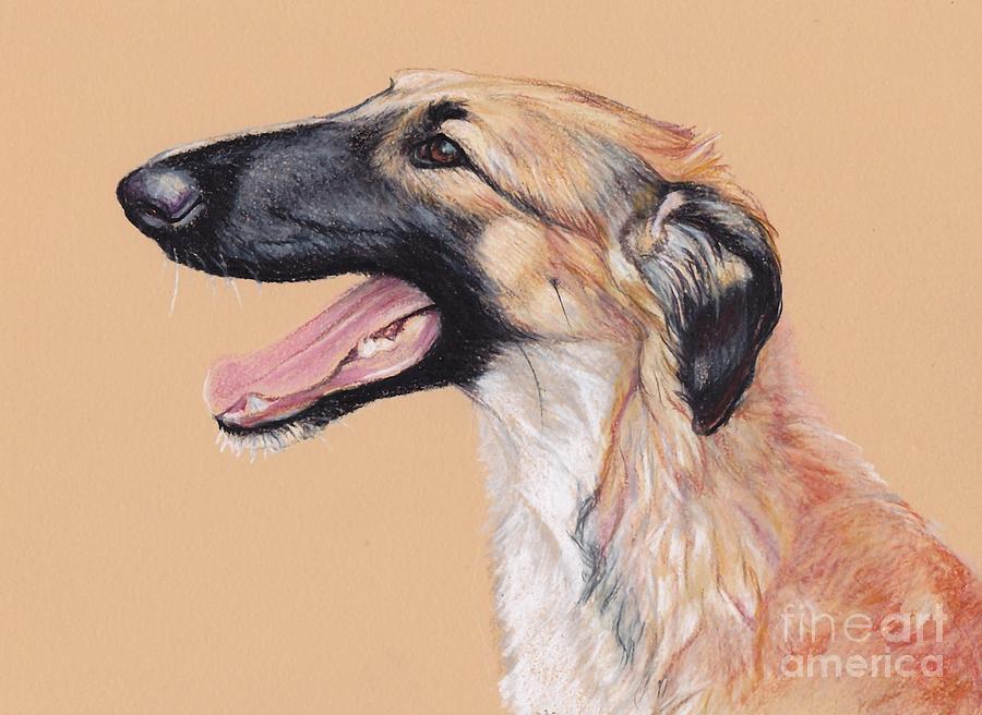Young Female Borzoi Drawing by Charlotte Yealey