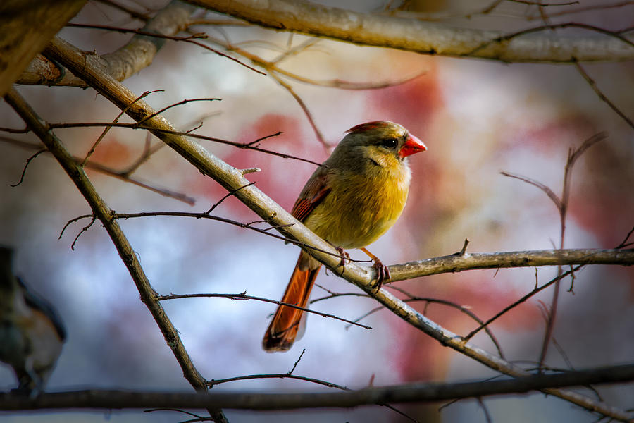 Young Female Cardinal Photograph by Barry Jones