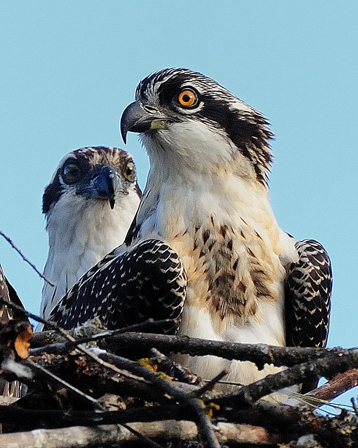 young osprey