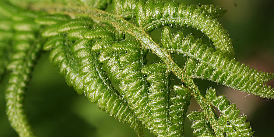 Young Fern Photograph by William Selander