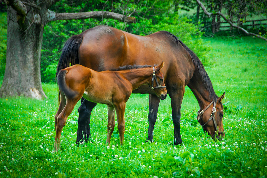 Young Foal Photograph by Mary Timman