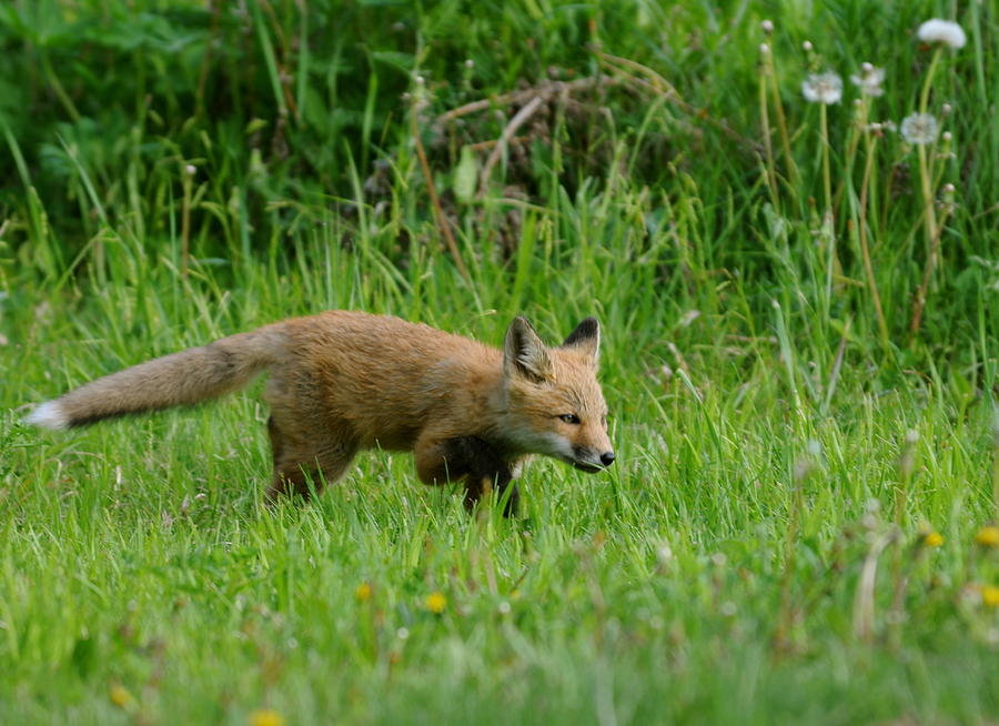Young fox hunting Photograph by Sandra Updyke