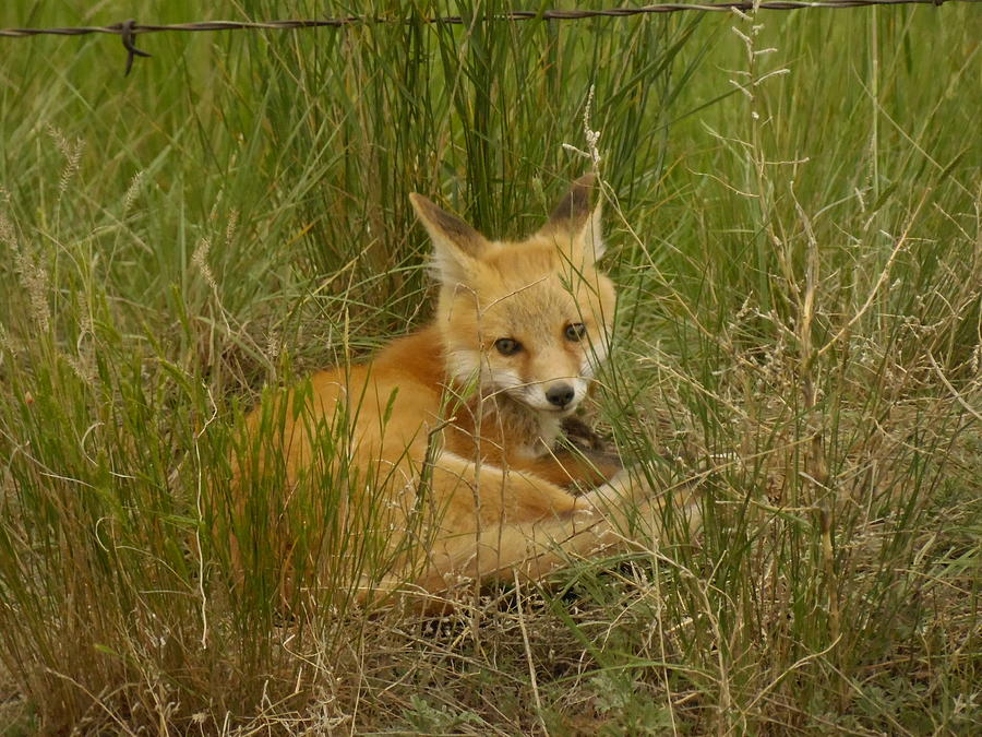 Young fox under the fence Photograph by Jeff Swan