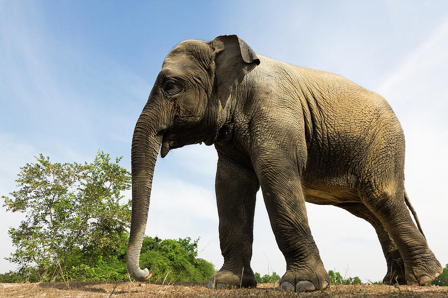 Young Free Roaming Elephant Elephas Photograph by Anders Blomqvist