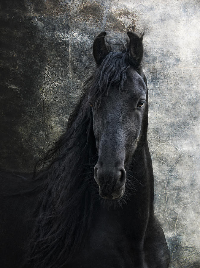 Young Frisian Stallion Photograph by Joachim G Pinkawa
