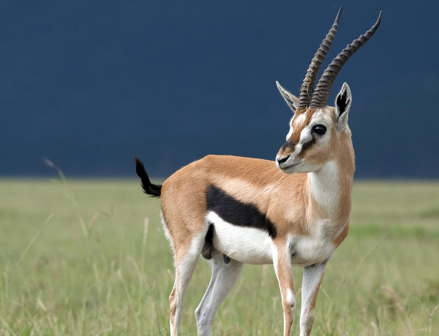 Young gazelle in profile Photograph by WLDavies