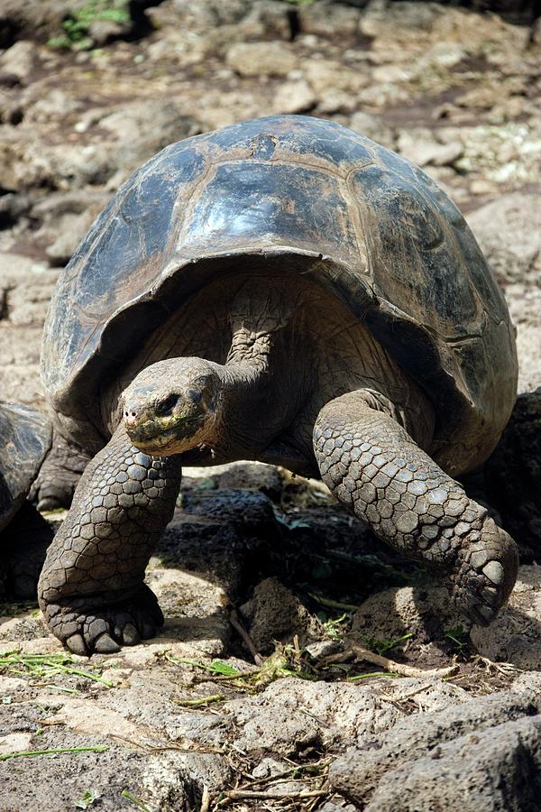 Young Giant Galapagos Tortoise Photograph by Steve Allen ...