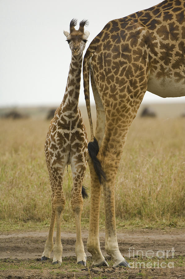 Young Giraffe Photograph by John Shaw