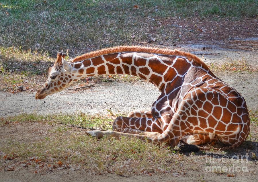 Young Giraffe Photograph by Kathy Baccari