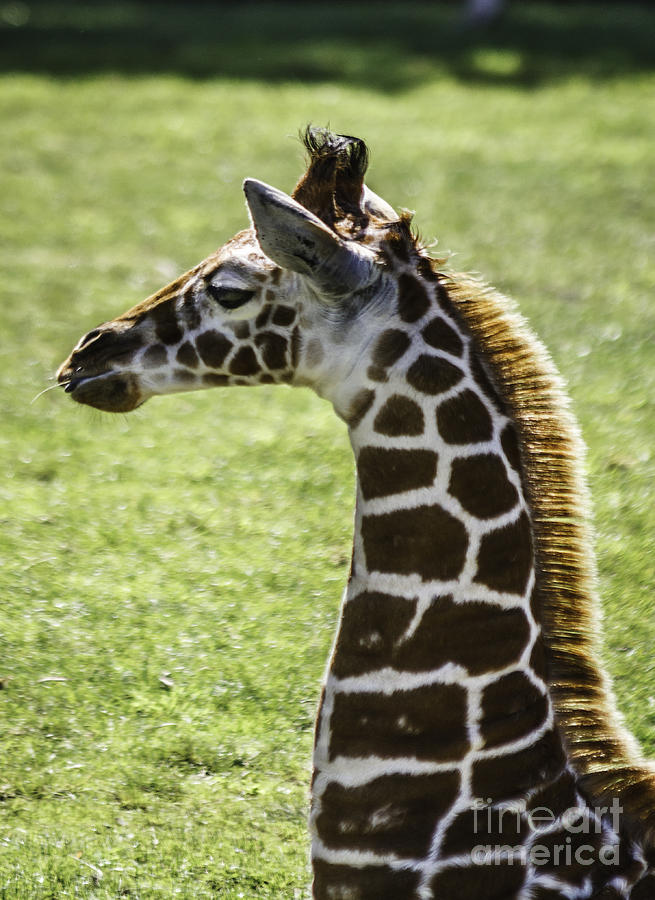 Young Giraffe Photograph by Mitch Shindelbower