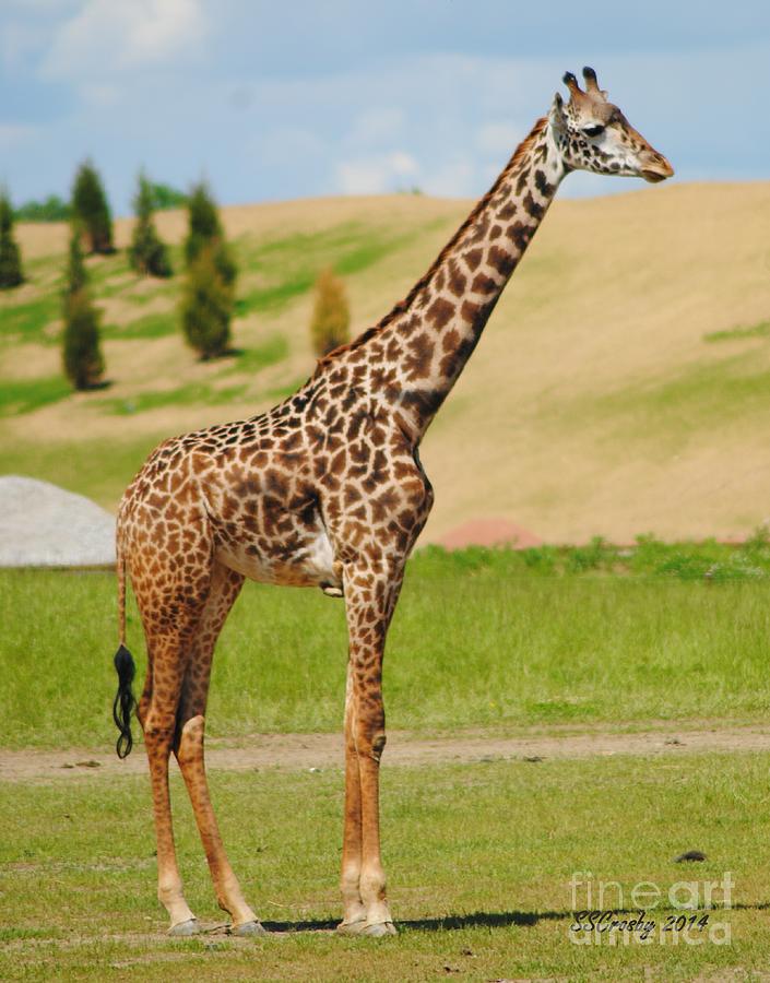 Young  Giraffe Photograph by Susan Stevens Crosby