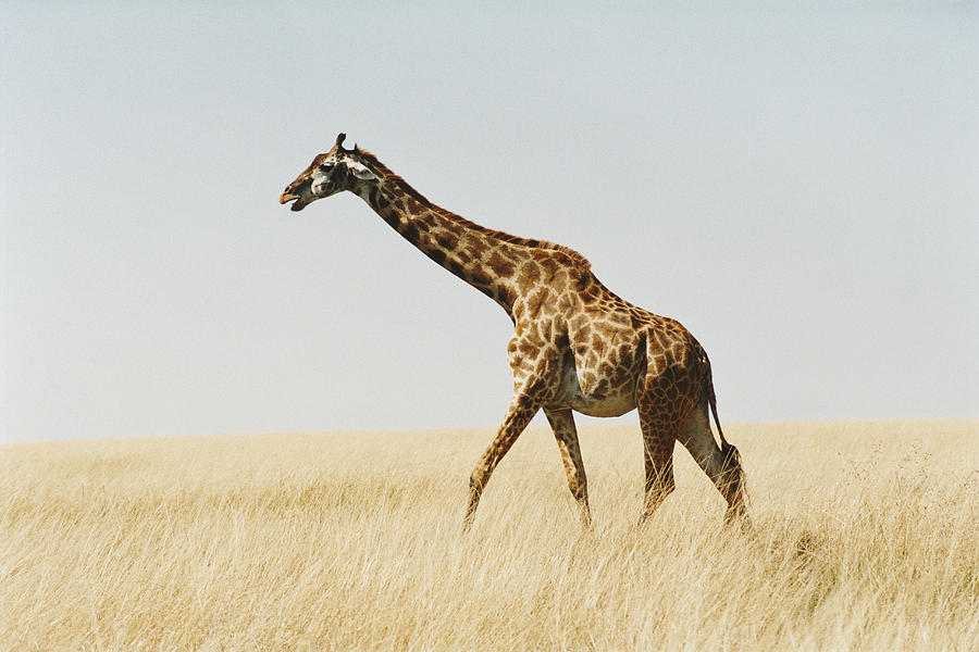 Young Giraffe Walking in Grassland Photograph by VL Varia