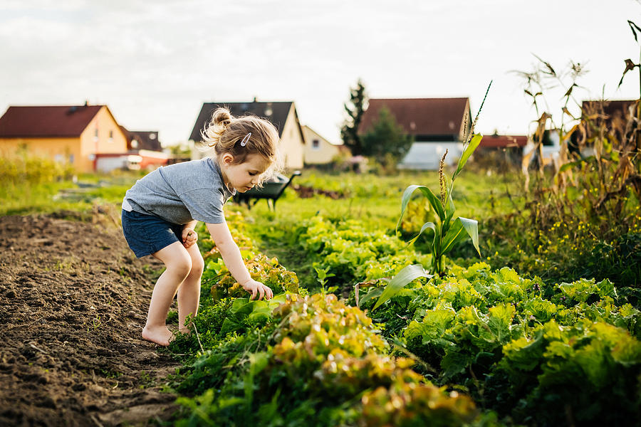 Young Girl Helping Family With Harvest At Urban Farm Photograph by Tom Werner