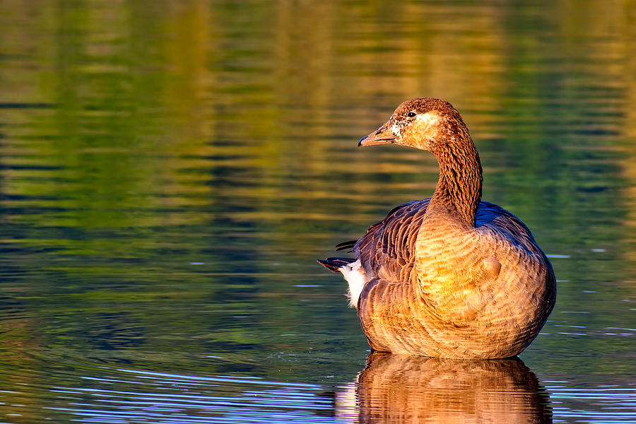 Young Goose Reflecting - Chattahoochee River Photograph by Mark Tisdale