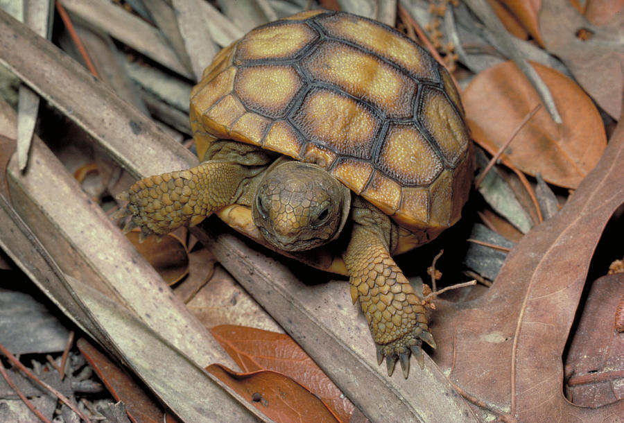 Young Gopher Tortoise Photograph by Jeffrey Lepore